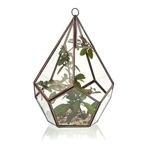 Glass Terrarium - Large Pyramid - imagine 3