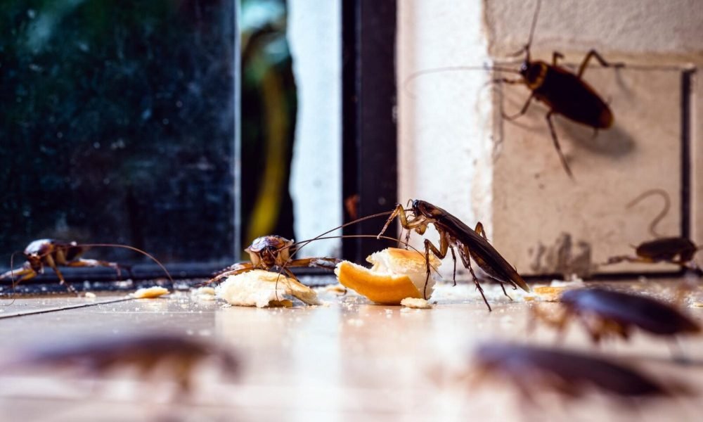 Cum scapi de gandacii de bucatarie